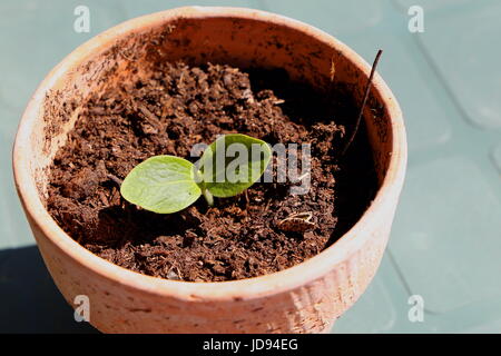 Young Zucchini plant in a pot Stock Photo