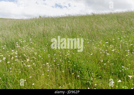 Wild meadow sown with wildflowers Stock Photo