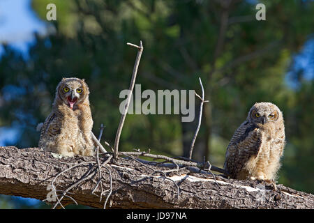 Great horned Owl Fledgling Stock Photo