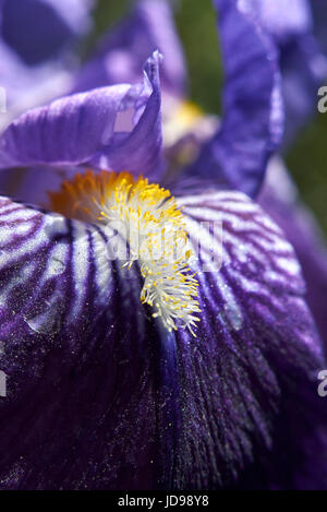 Iris Stock Photo