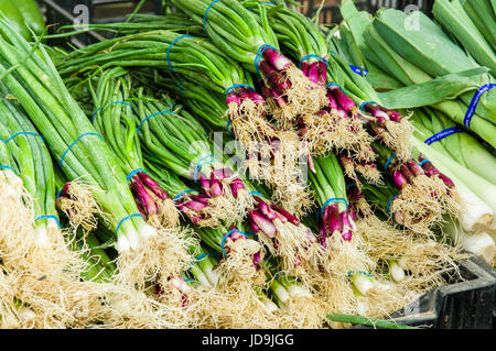 Display of red scallions at the farm market Stock Photo