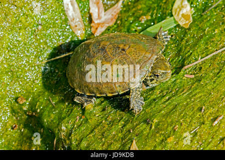 Sonoyta Mud Turtle Kinosternon sonoriense longifemorale juvenile Stock ...