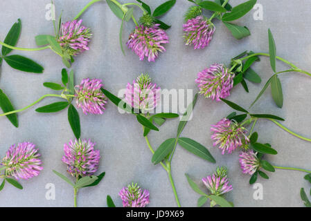 healthy herb red clover flowers on canvas background Stock Photo