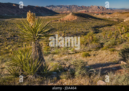 Mojave yucca (Yucca schidigera) in bloom, Virgin Mountains in distance, from Gold Butte Road, Gold Butte National Monument, Mojave Desert, Nevada, USA Stock Photo