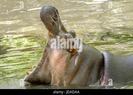 Image of a large animal hippopotamus in the water opened its mouth Stock Photo