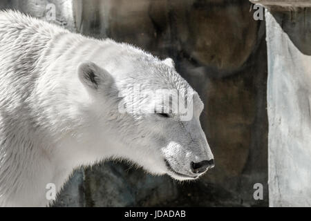 Image of an animal muzzle of a large polar bear predator Stock Photo