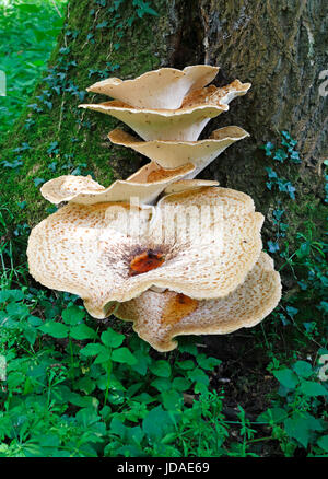 A view of a Dryad's Saddle, Polyporus squamosus, fungi at Alderford Common, Norfolk, England, United Kingdom. Stock Photo
