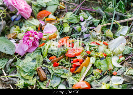 Colourful discarded left-over salad and vegetable food waste decomposing on a compost heap in an English garden in south-east England, UK Stock Photo