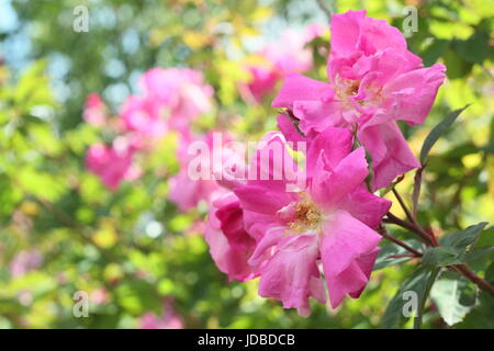 Rose labelled/marked as 'Rosa l'heritieranea' ('rambling rose') an old, boursault variety rose in full bloom, (June) - UK Stock Photo