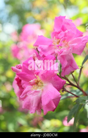 Rose labelled/marked as 'Rosa l'heritieranea' ('rambling rose') an old, boursault variety rose in full bloom, (June) - UK Stock Photo