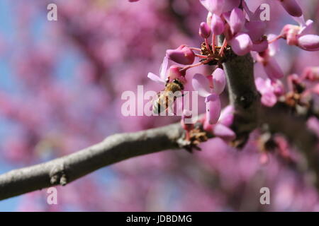 almond tree Stock Photo