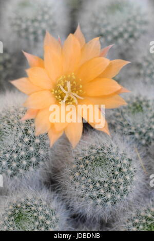 Rebutia hybrid 'Apricot Ice', houseplant cactus flowering in June, UK Stock Photo