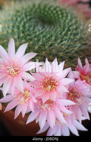 Echinocereus fendleri (hedgehog cactus) houseplant pink form in bloom in June, UK Stock Photo