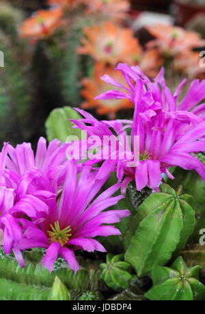 Houseplant cactus with pink flowers in full bloom in June, UK Stock Photo