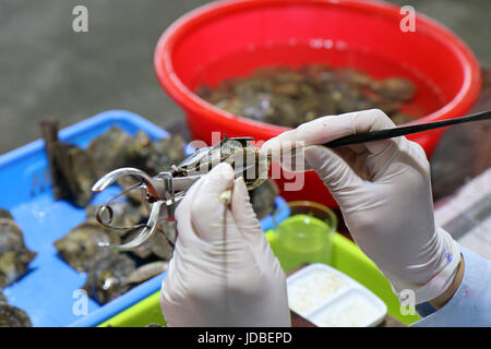 Seeding an oyster in Vietnam Stock Photo