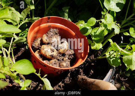 Freshly dug potatoes grown in a large tub on an allotment UK Stock Photo