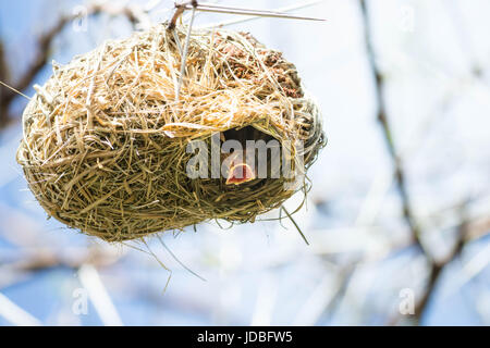 Weaver bird chicks looking out of the dry grass nest beaks open for food, Southern African Stock Photo