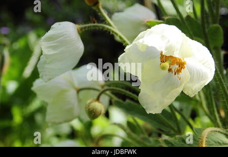 Meconopsis napaulensis (also listed as satin poppy, yellow poppy, Nepal poppy, Himalayan poppy),  flowering in a shady spot in an English garden -June Stock Photo