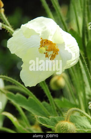 Meconopsis napaulensis (also listed as satin poppy, yellow poppy, Nepal poppy, Himalayan poppy),  flowering in a shady spot in an English garden -June Stock Photo