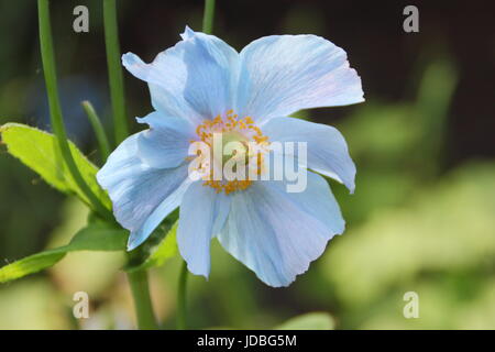 Himalayan Blue Poppy (Meconopsis 'Baileyi' variety), flowering in a shady spot in an English garden in June, UK Stock Photo