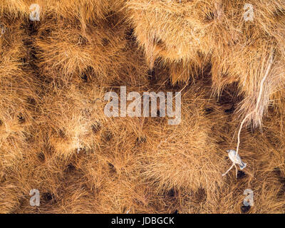 Huge weaver bird nest in Namibia, Africa. Stock Photo