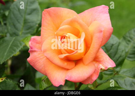 Rosa 'New Life' (Cocwarble) flowering in June in the border of an English rose garden, UK Stock Photo