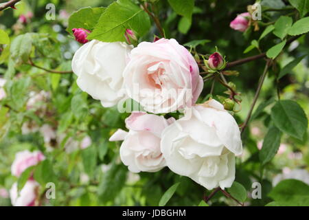 Rose 'Blush Noisette' (noisette carness/rosa x noisettiana), a fragrant, climbing rose, flowering in an English garden in summer (June), UK Stock Photo