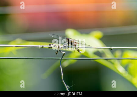 Detail of the dragonfly Libellula Depresa on the fence wire Stock Photo