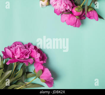 Pink peonies on the mint color background, top view Stock Photo