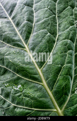 Background green textured cabbage leaf with water drops after rain. Stock Photo