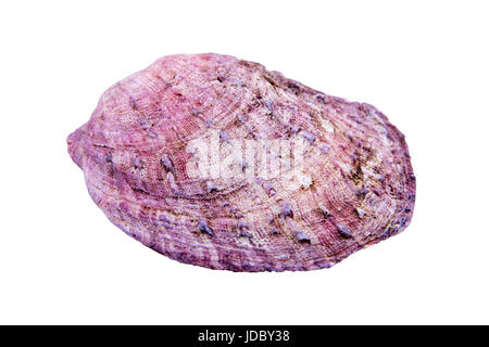 Violet sea shell isolated on a white background Stock Photo