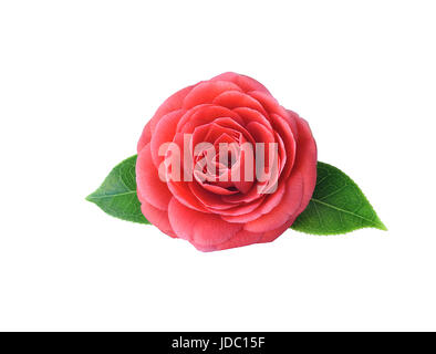 Camellia, isolated on white background. Spring Japanese flower with a saturated red color. Camellia fashion pin badge, brooch, sticker, patch. All ele Stock Photo