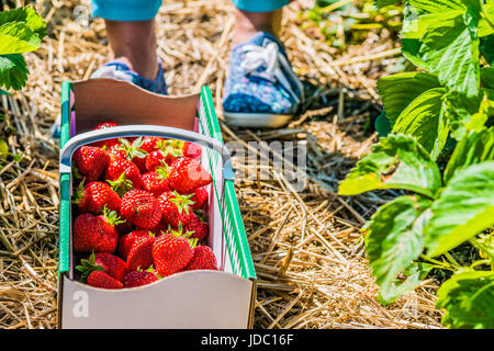 Women standing in front of carton box filled with fresh organic strawberry on the ground. Stock Photo