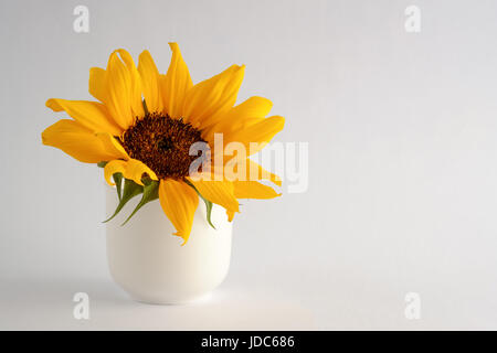 Sunflower blossom on white isolated background Stock Photo