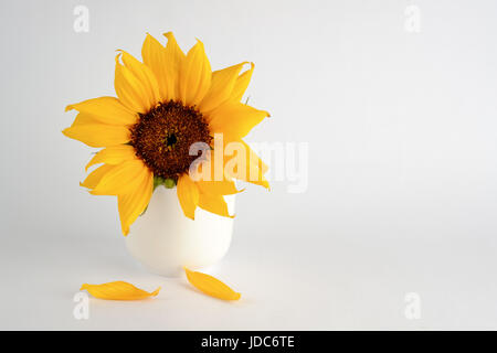 Sunflower blossom on white isolated background Stock Photo