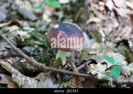 Mushroom Russula with a white leg and a purple hat grows in the forest Stock Photo