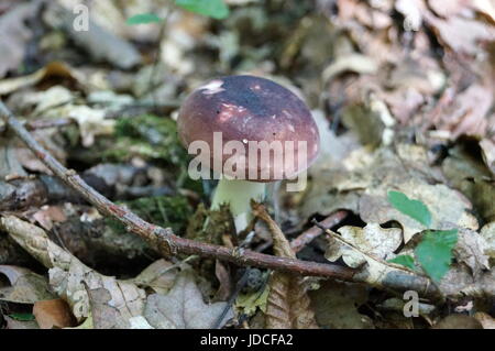Mushroom Russula with a white leg and a purple hat grows in the forest Stock Photo