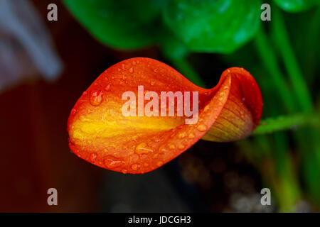 calla lily with drops orange calla flower Stock Photo