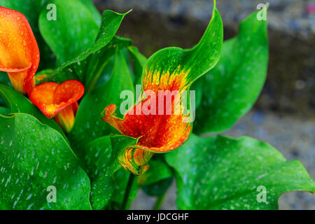 the flower of an orange calla lily and partial leaf as ornament calla lily with drops Stock Photo