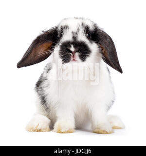 Black and white baby bunny sitting isolated on white background Stock Photo