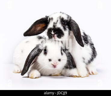 Couple of two black and white baby bunnies isolated on white Stock Photo