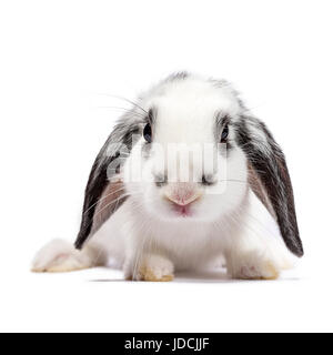 White with black baby bunny sitting isolated on white background Stock Photo