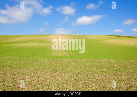 an extensive hillside pea crop on chalky soil with lines and patterns in the yorkshire wolds under a blue sky in summer Stock Photo