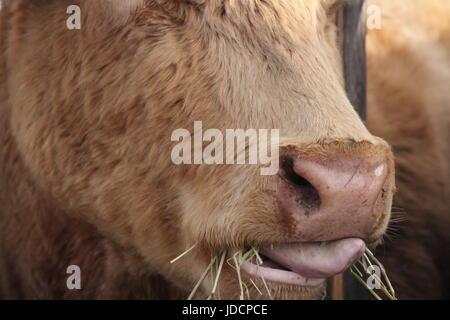 Cow with head, snout, tongue out,  between wooden struts of fence on holding pen, mouth full of straw Stock Photo