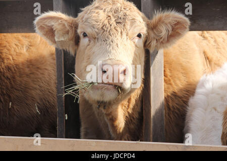 Cow with head between wooden struts of fence on holding pen, mouth full of straw Stock Photo