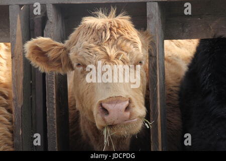 Cow with head between wooden struts of fence on holding pen, mouth full of straw Stock Photo