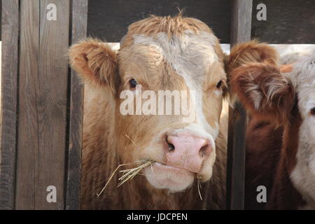 Cow with head between wooden struts of fence on holding pen, mouth full of straw Stock Photo