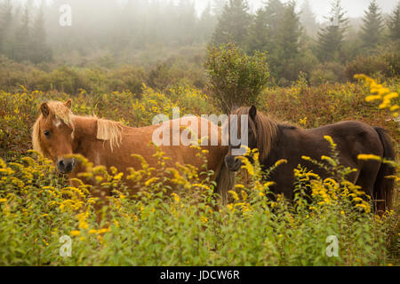 Wild Ponies of Grayson Highlands State Park, Virginia Stock Photo
