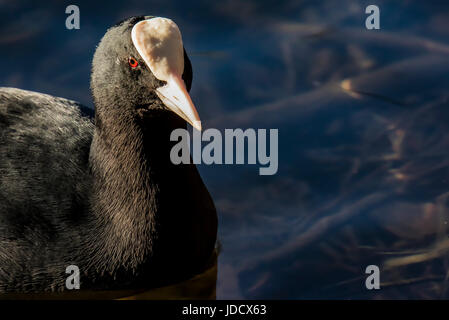 This Coot has his Red Eye on You Stock Photo