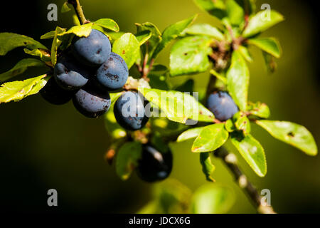 A Photo of Sloe Berries, Autumn Fruits Stock Photo